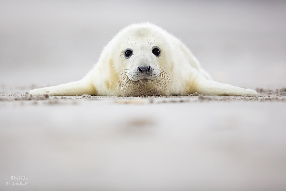 white and beige seal, animals, seals HD wallpaper