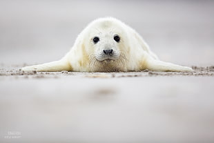 white and beige seal, animals, seals