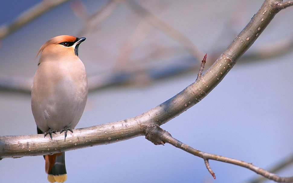 white and red bird on white tree branch HD wallpaper