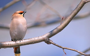 white and red bird on white tree branch