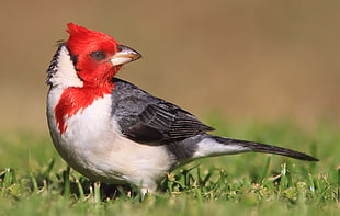 white and red bird on grass field