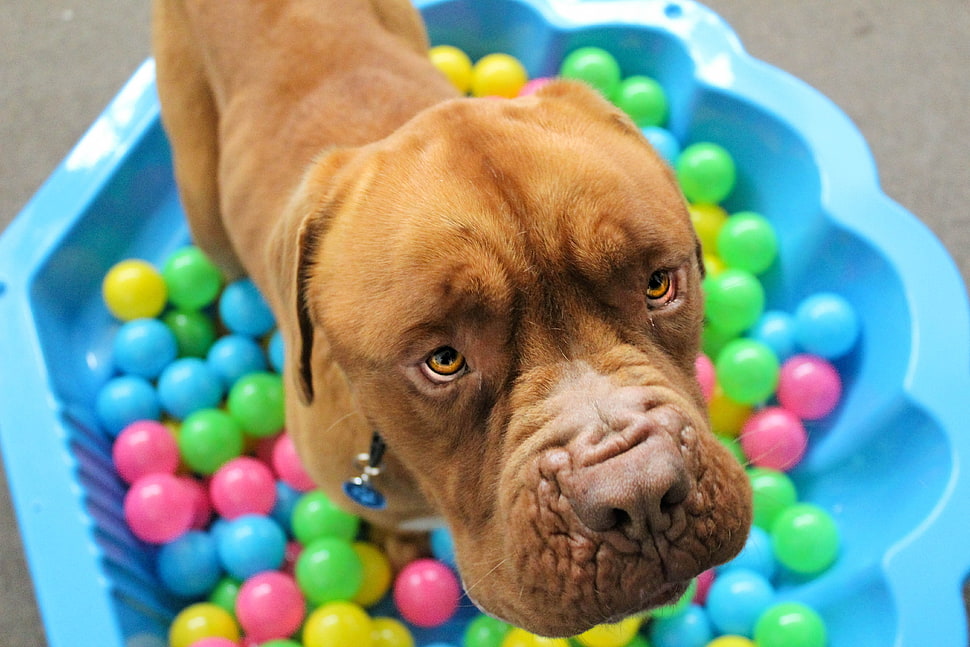 short-coated brown dog HD wallpaper