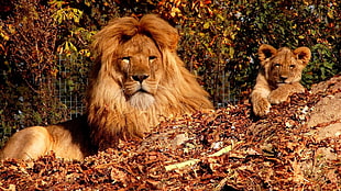 Lion and cub on log HD wallpaper