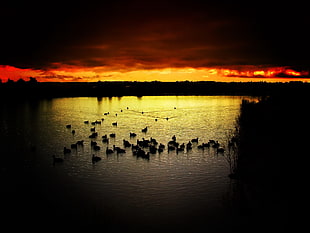 silhouette of group of geese on calm body of water