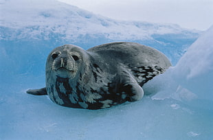 gray and black seal laying on white snow fragment
