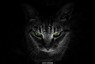 gray and black tabby cat, cat, animals, black background, green eyes