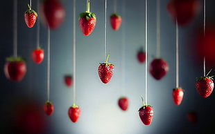 strawberry fruit, strawberries, depth of field, fruit HD wallpaper