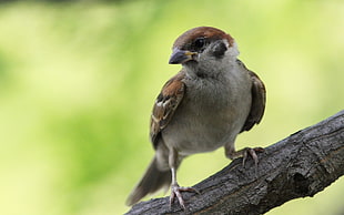 brown House Sparrow on brown branch taken at daytime HD wallpaper