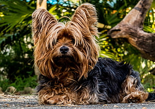 black and brown Yorkshire Terrier beside green leaf plant