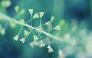 macro shot of green plant