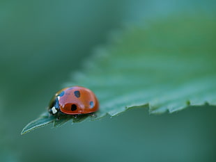 Lady Bug, ladybird HD wallpaper