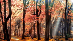 crepuscular rays on aspen trees HD wallpaper