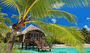 brown wooden hut, palm trees, resort, beach, tropical