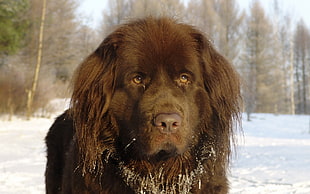 closeup photo of chocolate Newfoundland dog