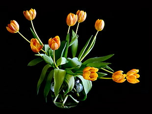yellow tulips oin vase HD wallpaper