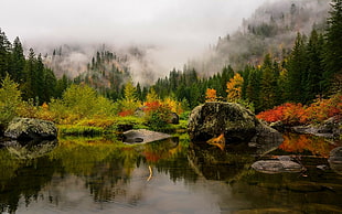 pine trees, nature, landscape, fall, lake