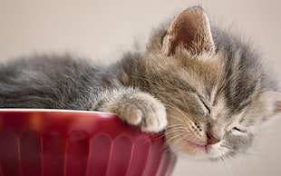 selective photography of silver tabby kitten inside a red ceramic container