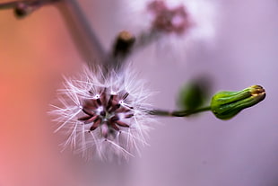 white dandelion macro photography