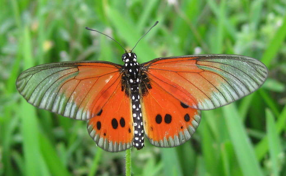 selective focus photography of orange and gray butterfly, acraea HD wallpaper