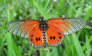 selective focus photography of orange and gray butterfly, acraea
