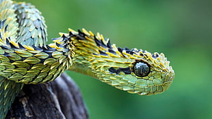 selective focus photography of green pit viper