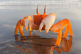 orange crab, crabs, beach, sand, crustaceans HD wallpaper