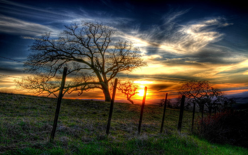 bare trees under cloudy sky during daytime HD wallpaper