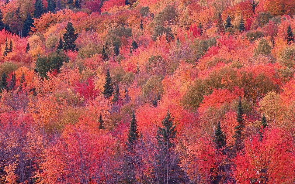 red leafed tree, nature HD wallpaper