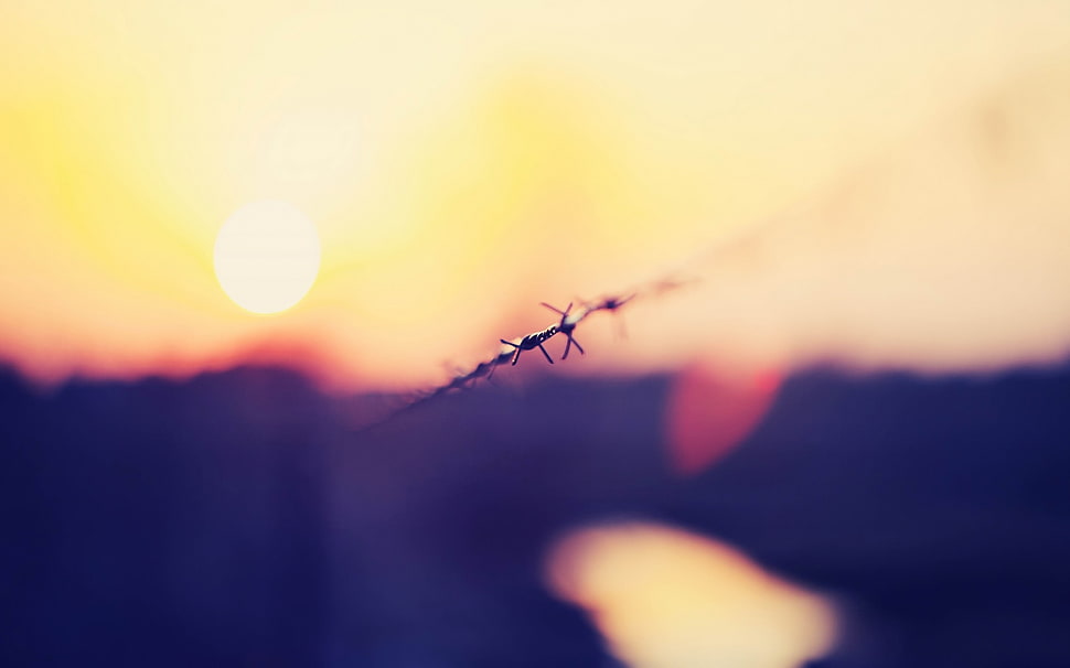 black barb wire HD wallpaper