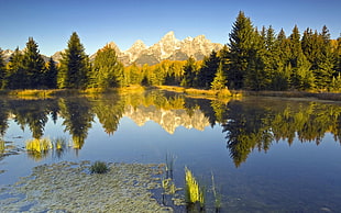 green pine tree, nature, water, mountains, reflection