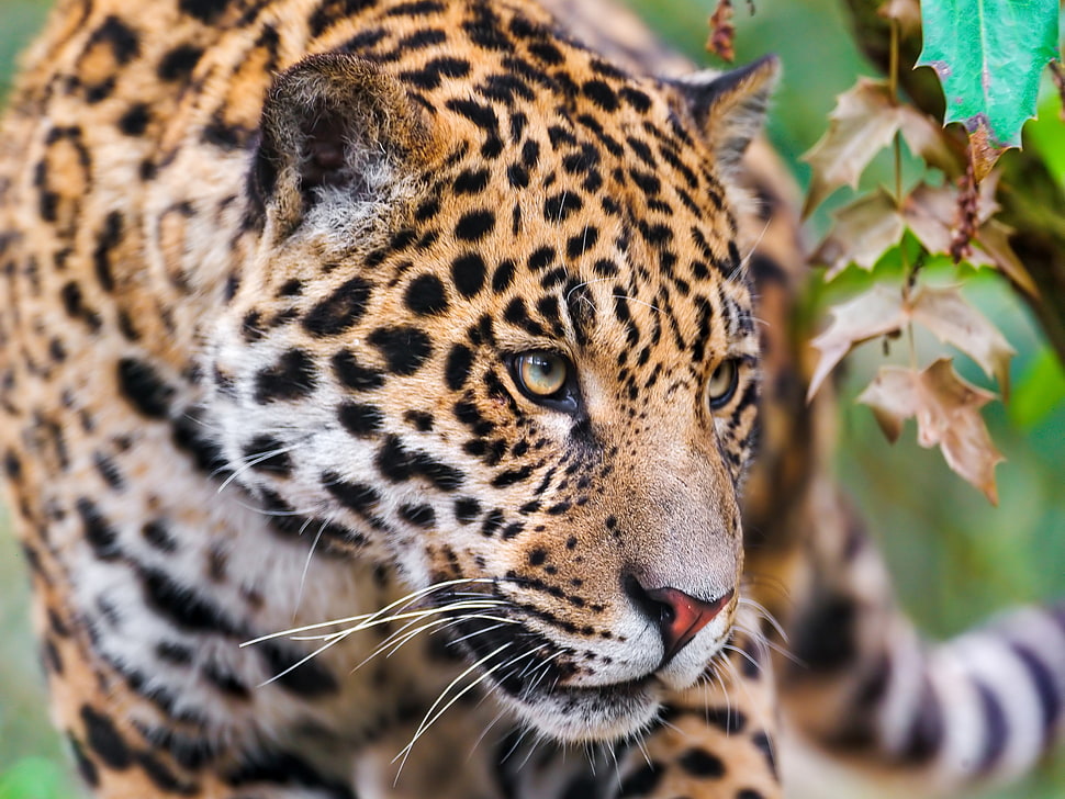 selective focus photography of leopard HD wallpaper