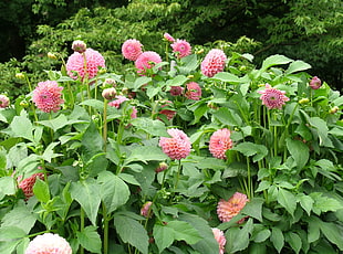 pink dahlia flowers during daytime