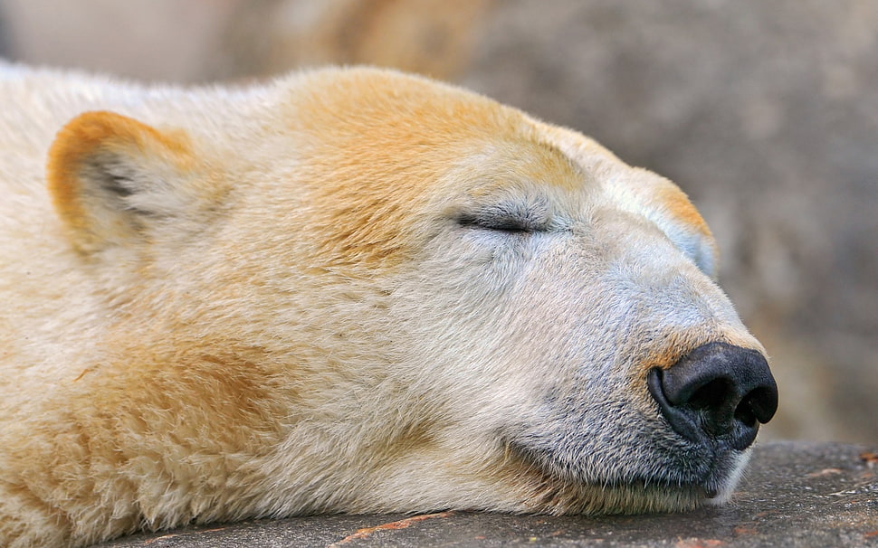 Polar Bear sleeping during daytime HD wallpaper