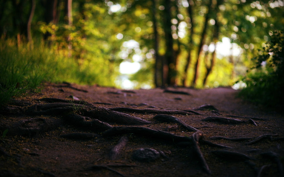 macro photography of brown tree root HD wallpaper