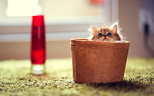 kitten in brown pot HD wallpaper