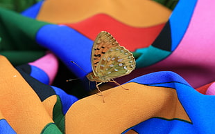 yellow and orange spotted butterfly