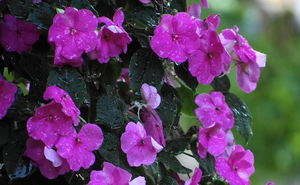 pink flowers with water drops during daytime HD wallpaper