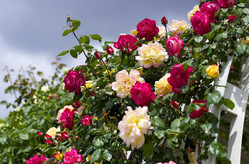 white and red flower garden HD wallpaper