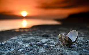brown clam shell in tilt shift lens shot photography during sunset