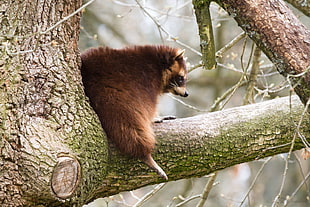 brown animal on tree brand at day time
