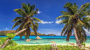coconut tree, nature, landscape, tropical, beach