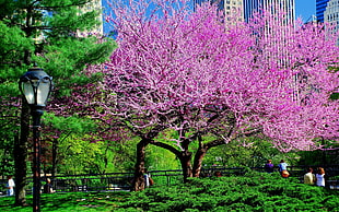 pink tree near green grass