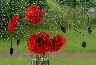 photography of Poppy Flower in vase