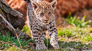 walking baby leopard in the forest graphic wallpaper