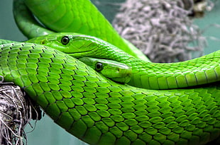 green Pit Viper photography HD wallpaper