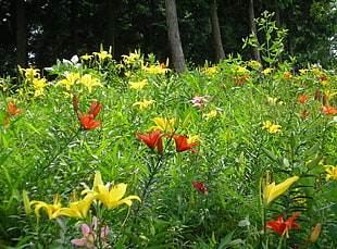red red and yellow Asiatic Lily flower field at daytime