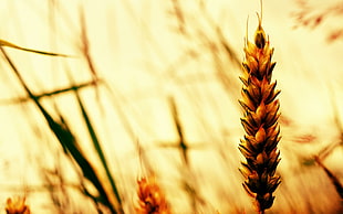 selective focus photography of wheat