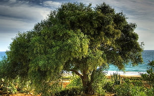 green tree in-front on sea