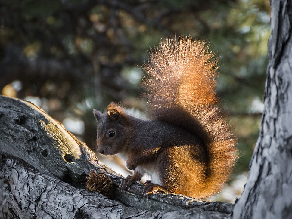 photo of brown squirrel on white tree branch HD wallpaper
