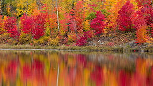 red and white floral area rug, landscape, trees, forest